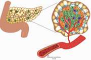 A Review of Progress and Challenges in Pancreatic Endocrine Tissue Bioengineering for Treatment of Type 1 Diabetes